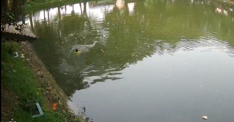 কলেজের পুকুরে মরদেহ: সিসিটিভিতে যা দেখা গেল